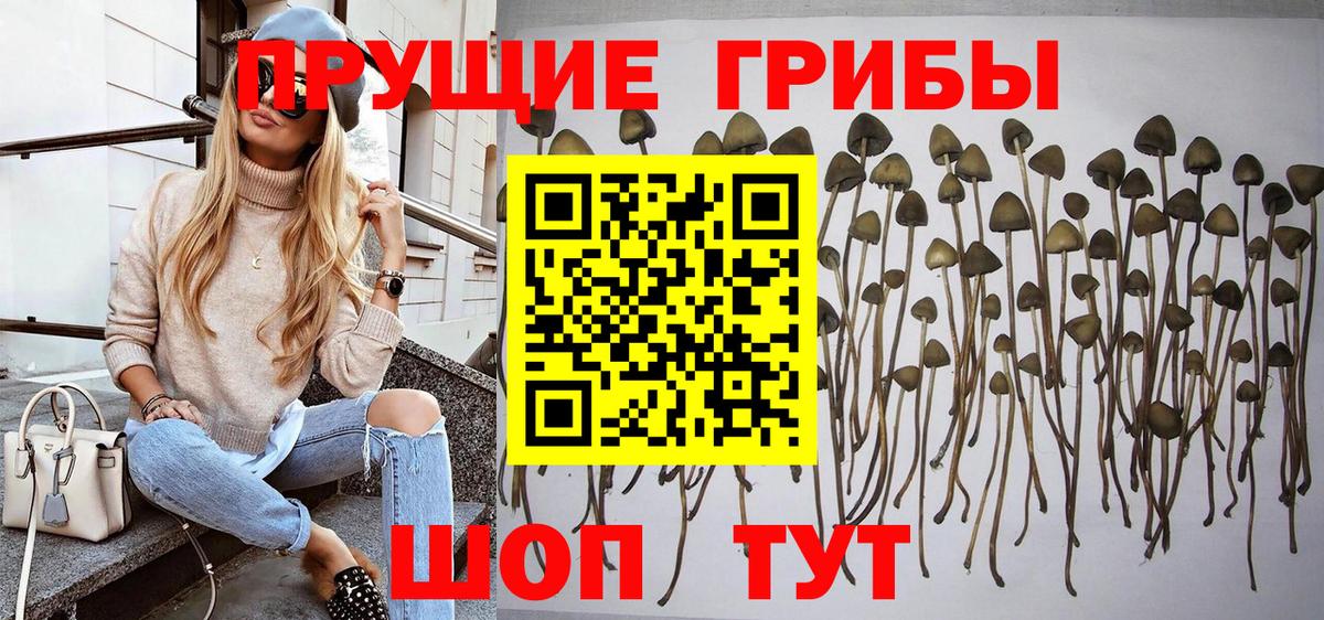 Галлюциногенные грибы Psilocybine cubensis  Галлюциногенные грибы мухоморы  Вход с VPN  Бийск 